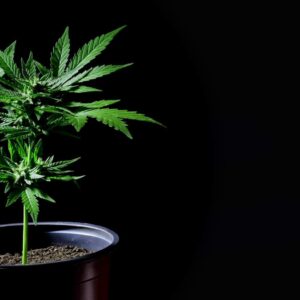 Cannabis ruderalis plant close-up rotating in pot on dark background.