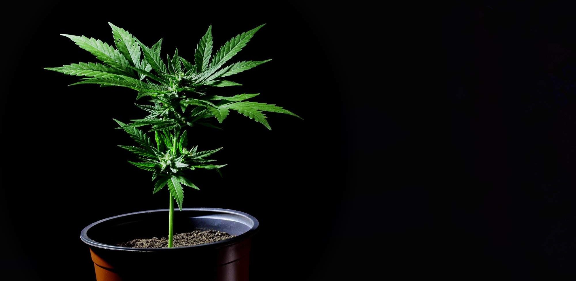 Cannabis ruderalis plant close-up rotating in pot on dark background.